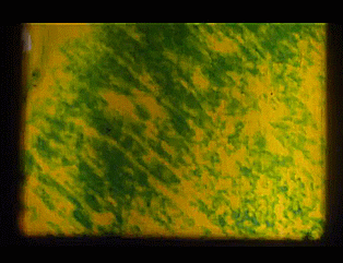 Animation on film experiment