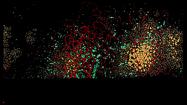 Diversity of results of Evolving Virtual Ecosystem Project where three different autonomous agents species cohabit interact and evolve with genetic algorithms